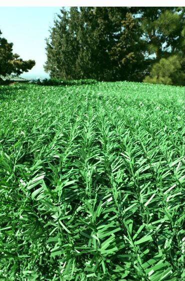 Bağ və bostan üçün digər məhsullar: Yaşıl dekorativ hasar-çim çit-setka qazon. Şirkətimiz tərəfindən — 26