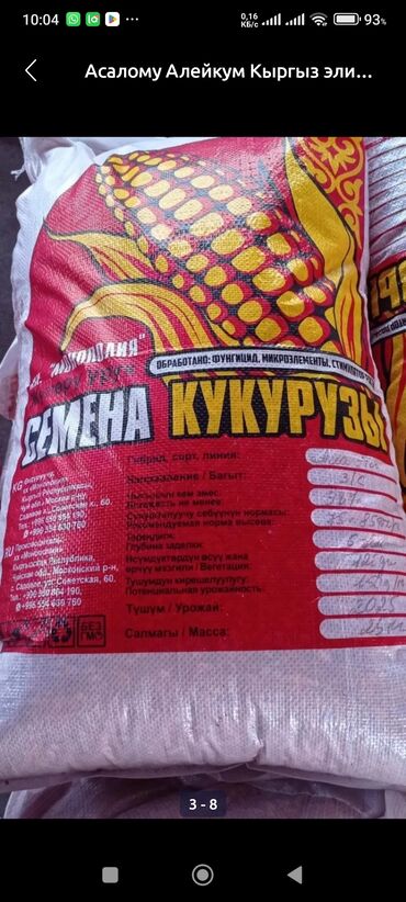 продам семена люцерны: Семена зерна: Кукуруза