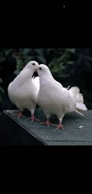 Птицы: Голуби для свадьбы. г.ош пара 1000 сом