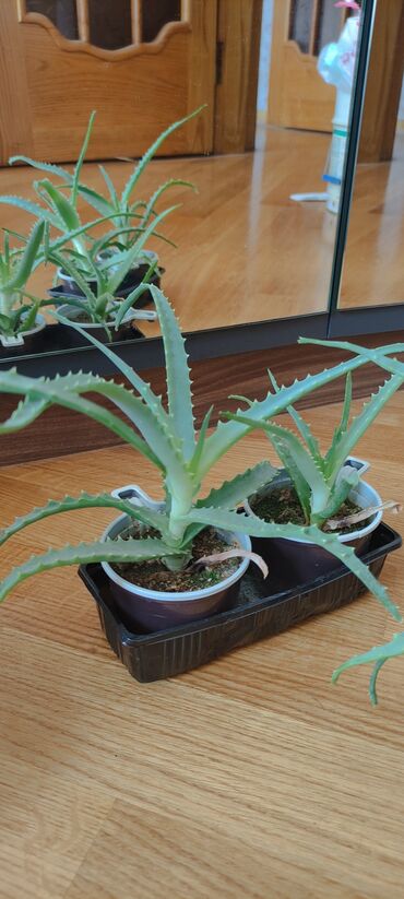 aloe gülü: Aloe gülü biri 3-4 manat