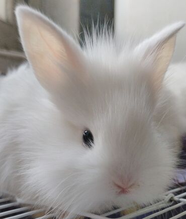кролики каракол: 🐰Элитные белые декоративные кролики порода Минилоп, декоративные
