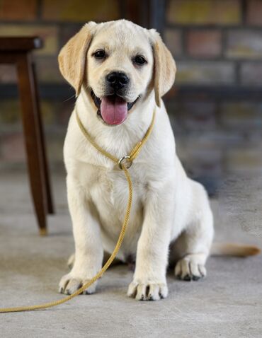 акустические системы rock колонка в виде собак: Доступен для продажи щенок породы лабрадор ретривер из питомника