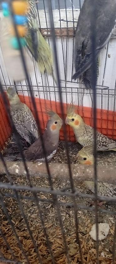 Tutuquşları: Tutuquşu Korella. ( Sultan ) Sarı quşlar 35 manat Boz quşlar 30 manat — 9