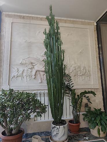 Молочайлар: Высокий комнатный суккулент Euphorbia trigona (молочай треугольный) — 2