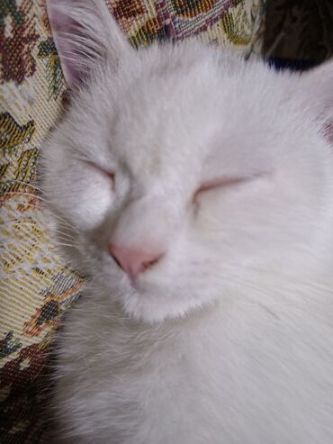 Pişiklər: Dişi, Yaxşı əllərə, Ödənişli çatdırılma — 8