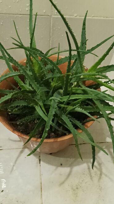 Otaq bitkiləri: Aloe gülü.mualicevi — 2