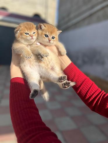 Pişiklər: Şotland — 7