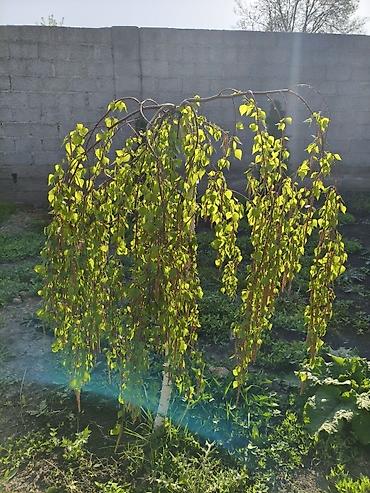 Клён: Продаю разное декоративный дерево .(Viburnum opulus) – для живых — 21