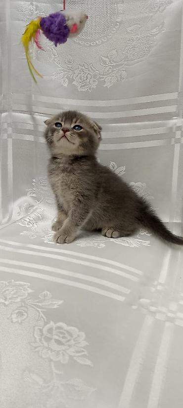 Pişiklər: Şotland yastı qulaq, Erkək, Dişi, Yaxşı əllərə, Rayonlara çatdırılma, Pulsuz çatdırılma, Ünvandan götürmə — 2