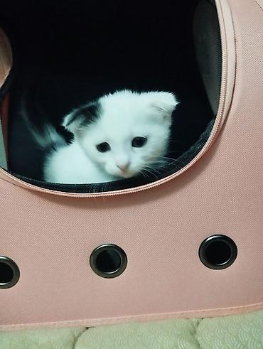 цена вислоухих котят: Шотландские котята (вислоухие и прямоухие) белого и бело-рыжего — 6