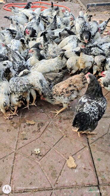 Cücələr: Toyuq cücələri, Damazlıq — 4