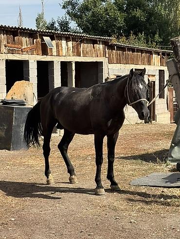 А/ч жаныбарларын сатам: Сатам | Жылкы (эркек), Байтал | Аргын | Көбөйтүү үчүн, Жумушка, Ат спорту — 2