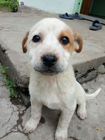 кавказский щенок: Щенок девочка бесплатно
