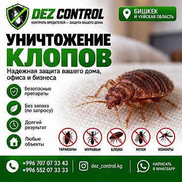 клопы бишкек цена: Дезинфекция, дезинсекция, | Клопы, | Дома — 1