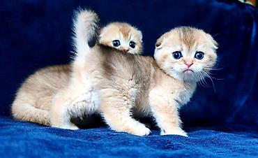 Продажа кошек: Скотиш Фолд (Шотландская вислоухая), 2 месяца, Девочка, Золотая шиншилла — 13