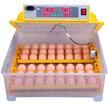 яйца брама: Продаю | Инкубационные яйца | Брама