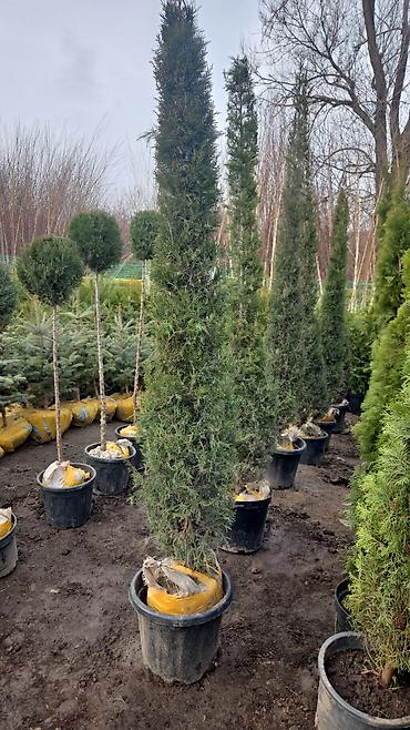 Берёза: Продаём декоративные растения .Оптом и в розницу . Богатый — 18