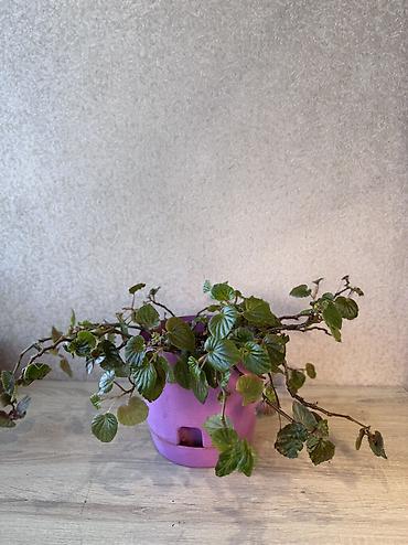 Денежное дерево: - Денежное дерево (Крассула овата) 70см — 2900 - Герань (Пеларгония) — 4