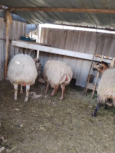 Баран, овца: Продаю | Баран (самец) | Гиссарская | Осеменитель — 10