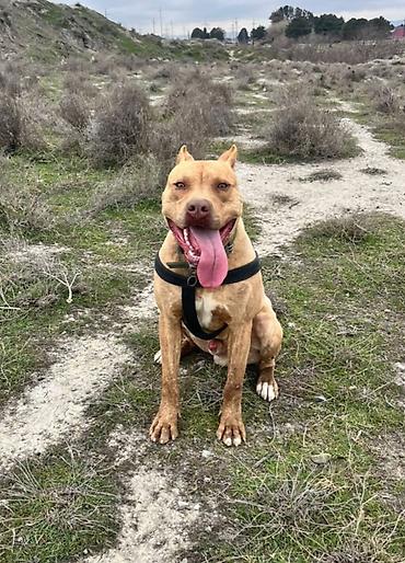 İtlər: Pitbul, 2 ay, Erkək, Peyvəndli, Ünvandan götürmə — 2