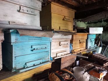 arı ailəsi satışı elanları 2023: Arı yeşikləri satlır Etyac var satlır Qiymədə Razlaşmaq olar
