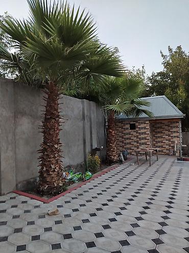 Ağaclar: Xurma ağacı – dekorativ landşaft üçün - Növ: Fan palması — 2
