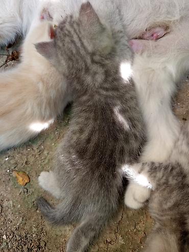 Pişiklər: Dişi, Erkək, Yaxşı əllərə — 3