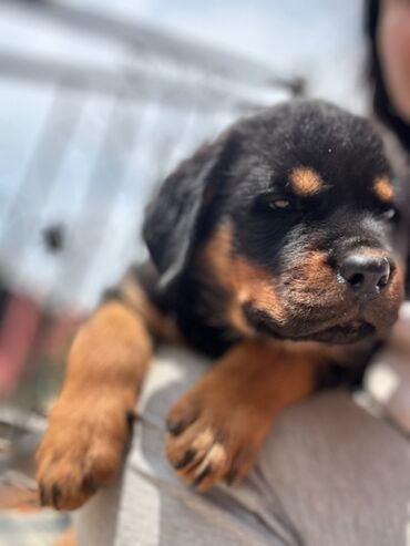 İtlər: Rotveyler, 1 ay, Erkek -da lalafo.az — 7 İtlər: Rotveyler, 1 ay, Erkek — 7