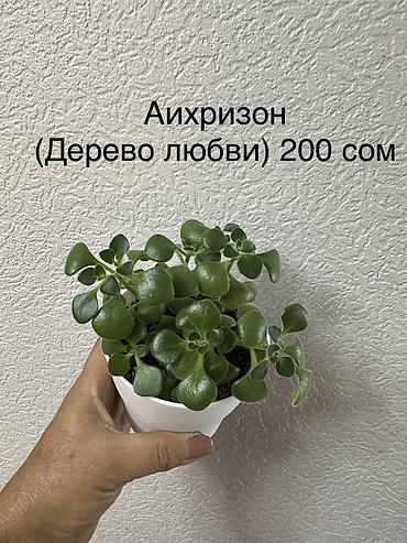 комнатные растения бишкек инстаграм: Укорененные черенки/отростки. Адрес 8 мкр — 10