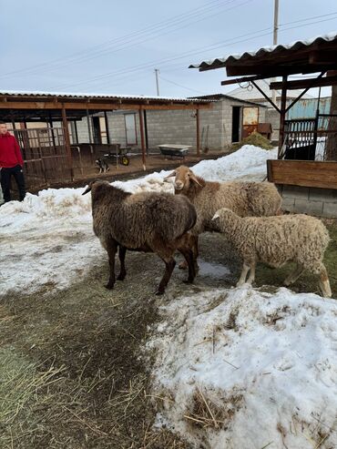 Бараны, овцы: Продаю | Баран (самец) | Полукровка | На забой — 9
