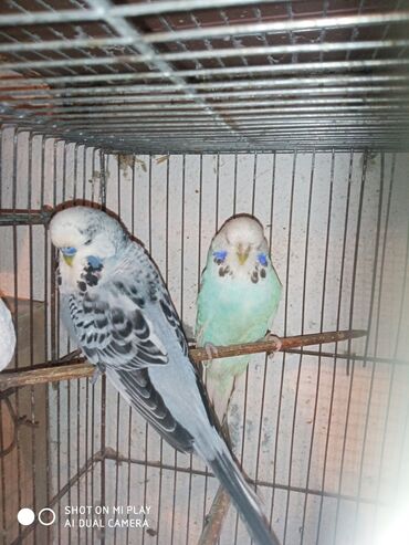 Digər quşlar: Çex cütler satılır papuqaylar təmiz qan vıstıvıcnıy vıstıvka sərgi — 11