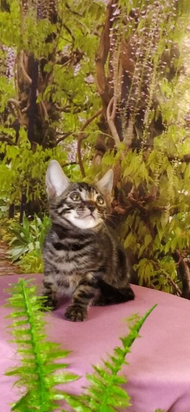 Продажа кошек: Друзья !!! питомник Бен Гла Мур с радостью предлагает новый помет. от — 8