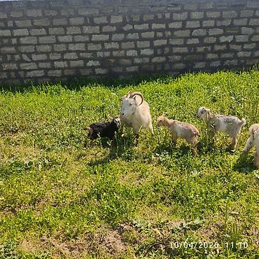 Keçilər, çəpişlər: - Ana bala keçi dort balasi var üçü erkey biri disididi cins heyvandi — 10