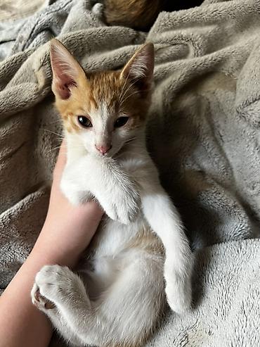 котятя: 🐱 Отдам котят в добрые руки! Ищем любящих и ответственных хозяев для — 3