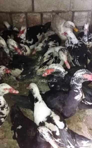 Ördəklər: 30 ədəd 2 aylıq Lal ördək balaları. 9 ədəd böyük Lal ördək. 2 ədəd — 6