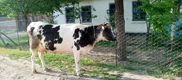 большие быки: Продаю | Корова (самка) | Полукровка | Стельные, После отела