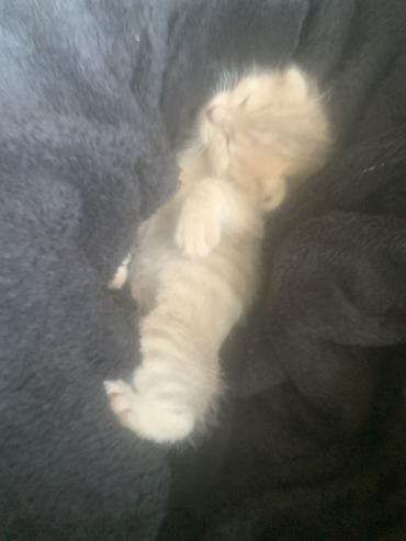 pitomnik temir: 🐾 Котёнок ищет добрые и заботливые руки 🐾 Отдам БЕСПЛАТНО в добрые — 3