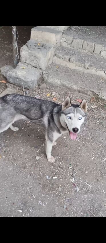 объявление котята в добрые руки: Xaski, 2 il, Ünvandan götürmə