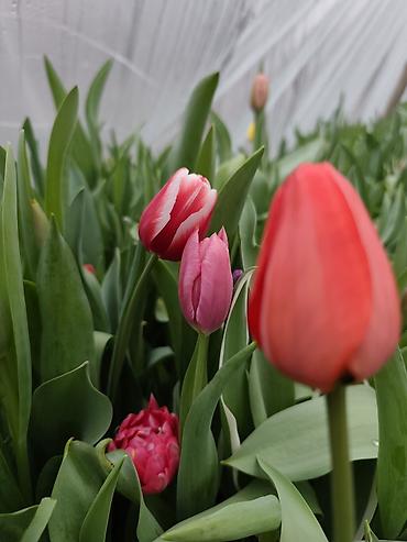 Букеты из живых цветов: Тюльпаны тепличного выращивания — срезка и декоративные луковичные - — 7