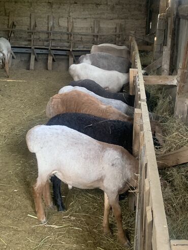 Бараны, овцы: Продаю | Овца (самка) | Гиссарская | На забой | Племенные, Матка