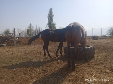 дома для кошек: Кунандар жазга 3жаш,карасы 140000,бурулу 170000 сурап жатам