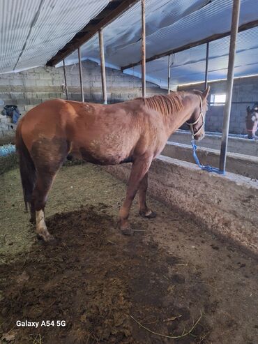 продажа щенков немецкой овчарки в бишкеке с документами: Продаю | Конь (самец) | Рабочий | Осеменитель