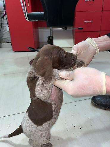 İtlər: Peyvəndli — 10