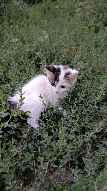 донской сфинкс: Кошка даром: Беспородная, 2 месяца, Девочка, Проглистована, Приучена к лотку