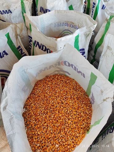 наполнитель для животных: Продаю кукуруза жугору мушоктолгон 15мешок, примерно 700кг
