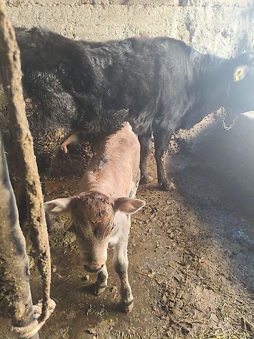 Коровы, быки: Продаю | Тёлка | Для разведения — 7