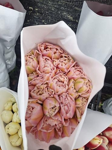 Букеты из живых цветов: Г.Ош оптом и розницу. Тюльпаны с луковицами, срезка «на поле» в — 12