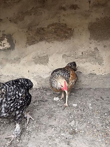 cucə yuvası: Toyuq, Yumurtalıq — 3