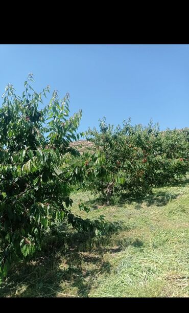 Другие товары для дома и сада: Продается действующий бизнес кашар вместе с садом для разведения скота — 15