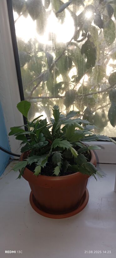 Фикусы: Фикусы — 13